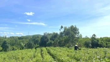 Đồi chè Kỳ Trung - Unnamed Road