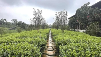 Đồi Chè Tân Cương - Htx Tiến Yên - Tân Cương