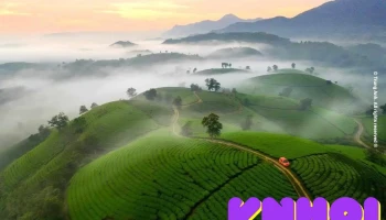 Đồi chè Thanh Sơn - Ql32