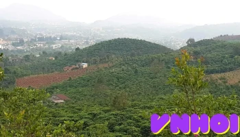 Đồi Thông Phương Bối - Thôn 2