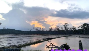 Đồng lúa Rlài - Dong Nai