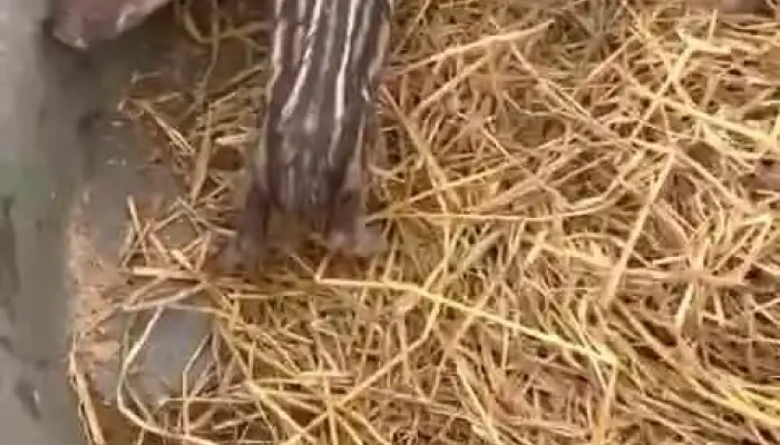 Bac Binh Video - Bình Thuận