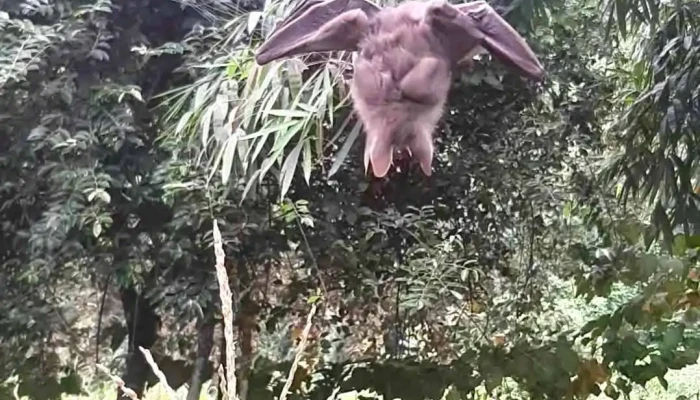 Bac Son Video - Lạng Sơn