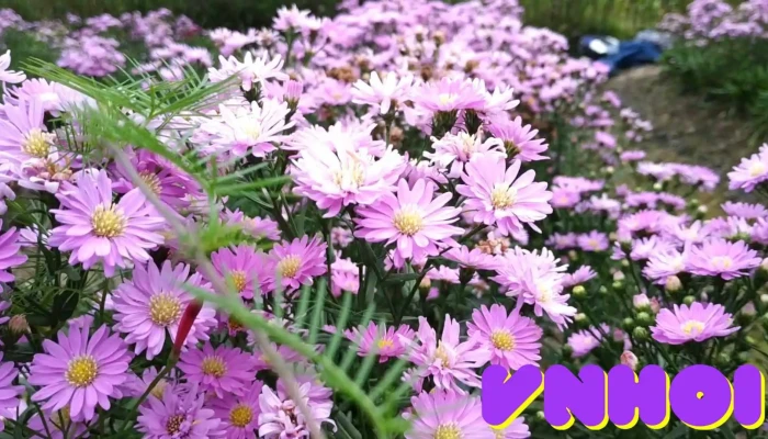 Bach Nhat Hoa Vien Vuon - Tiền Giang
