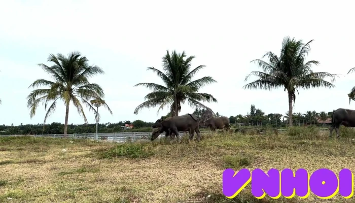 Bai Co Chay An Bang Video - Quảng Nam
