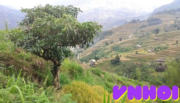 Bai Da Co Xin Man Video - Hà Giang