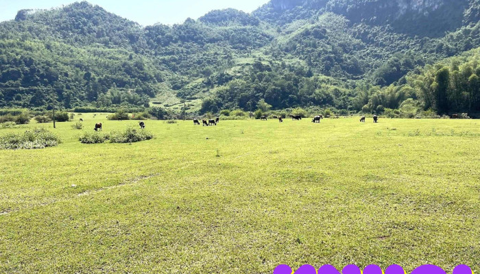 Bai Tinh Tat Ca - Cao Bằng