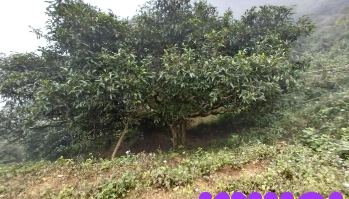 Ban Be Nui - Sơn La