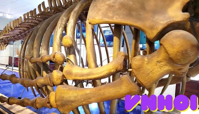 Bao Tang Hai Duong Hoc Video - Khánh Hòa