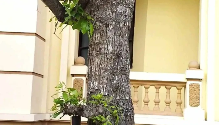Bao Tang Vu Khi Video - Hà Nội