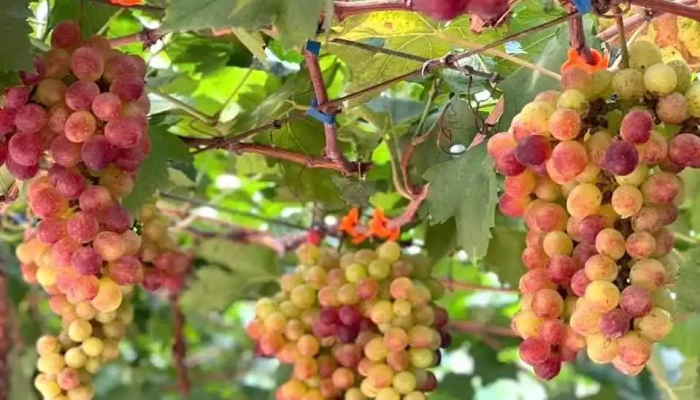 Binh An Farm Moi Nhat - Bình Thuận