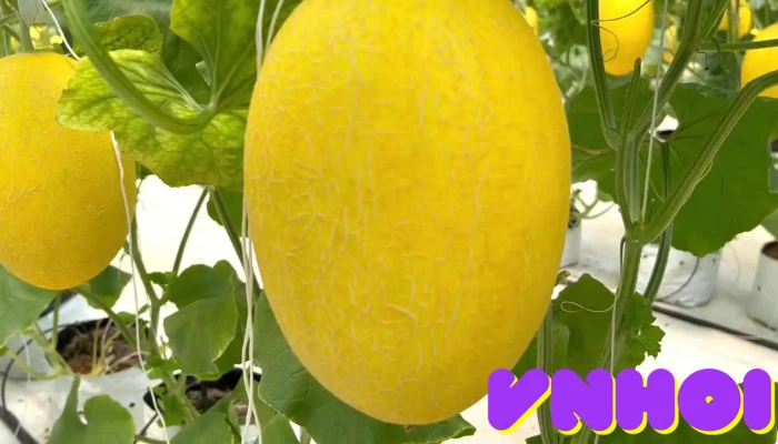 Binh An Farm Video - Bình Thuận