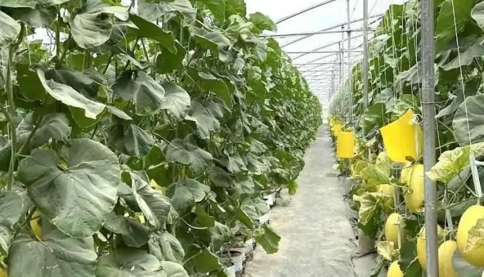 Bình An Farm - Bình Thuận