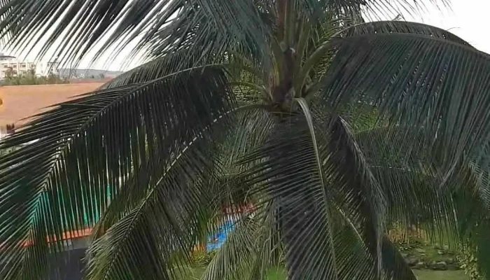 Ca Ty Mui Ne Beach Resort Spa Cua Khach Tro - Bình Thuận