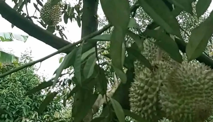 Cai Be Video - Tiền Giang