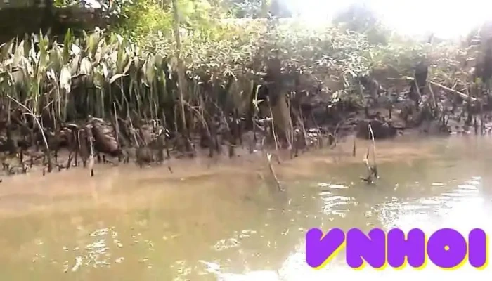 Cai Lay Video - Tiền Giang