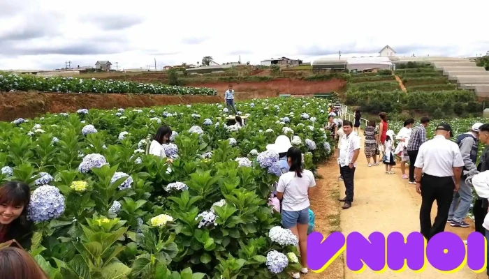 Canh Dong Hoa Cam Tu Cau Video - Lâm Đồng