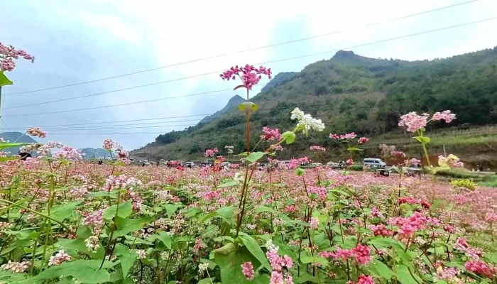 Canh Dong Hoa Tam Giac Mach Che Do Xem Pho Va 360deg - Hà Giang