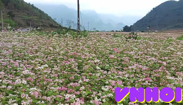 Canh Dong Hoa Tam Giac Mach Nui - Hà Giang