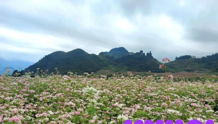 Canh Dong Hoa Tam Giac Mach Tat Ca - Hà Giang