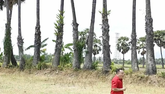 Canh Dong Thot Not   An Giang Video - An Giang