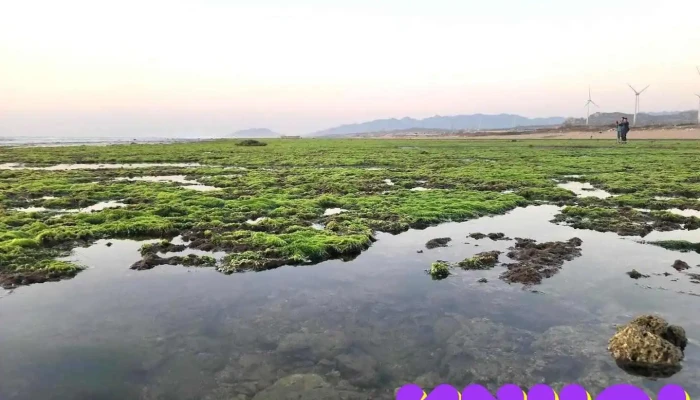 Cánh Đồng Rong Biển Ninh Thuận (rubber Fields) - Ninh Thuận