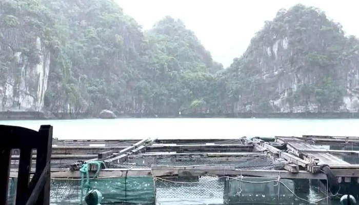 Cat Ba Local -  Video - Hải Phòng