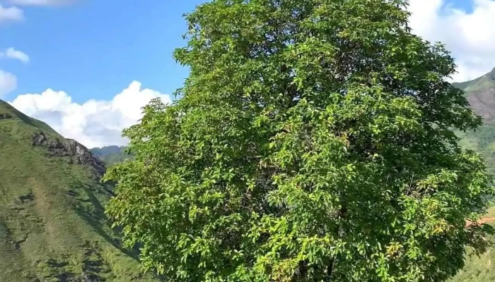 Cay Co Don Ta Xua Video - Sơn La