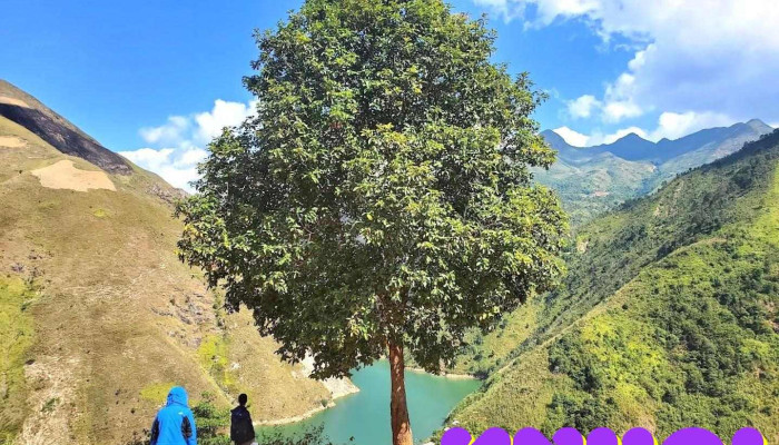Cây cô đơn Tà Xùa - Sơn La