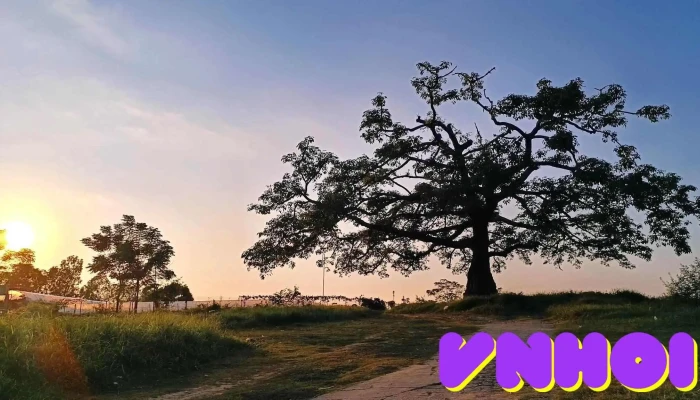 Cay Gao Lang Doai Tat Ca - Bắc Ninh