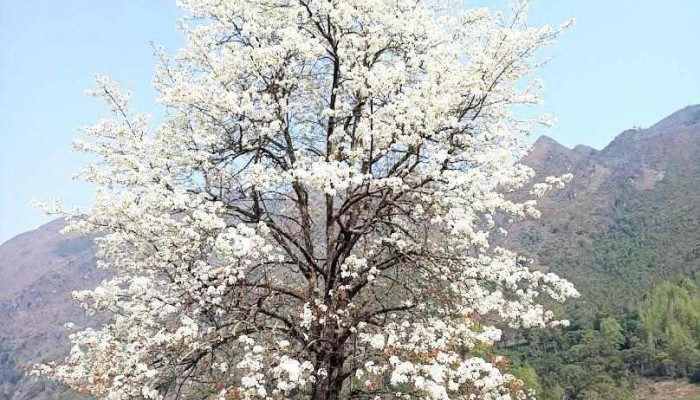 Cây mắc cọt Xuân Trường - Cao Bằng