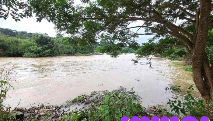 Cây si Thác Reo - Bình Thuận