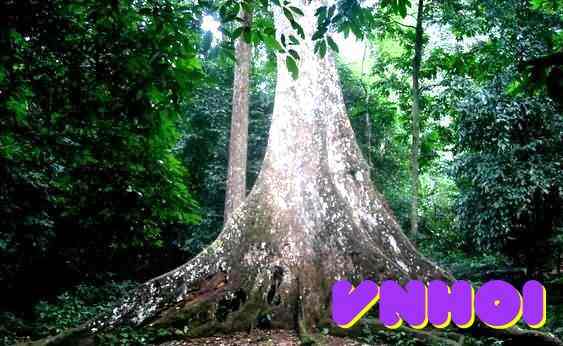 Cây Sấu cổ thụ - Ninh Bình