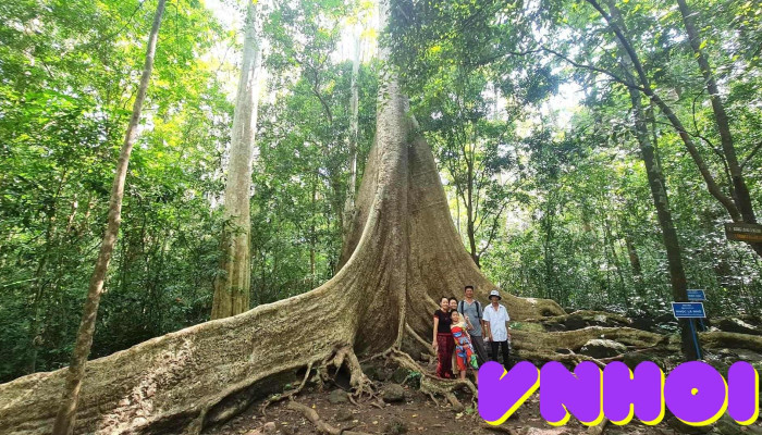Cây Tung cổ thụ - Đồng Nai