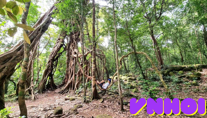 Cây đa Lộc giao - Đồng Nai