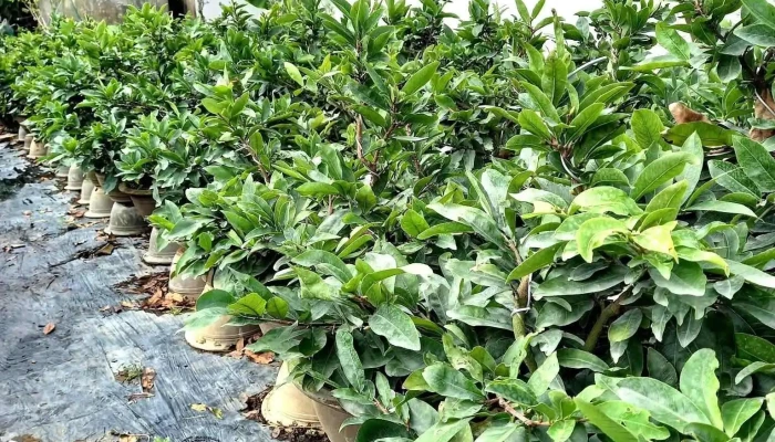 Cho Lach Tat Ca - Bến Tre