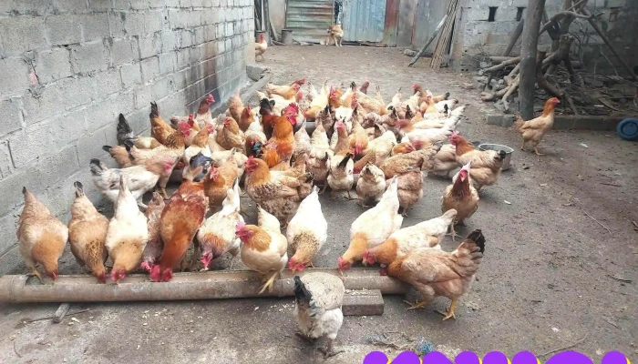 Cho Van Linh Tat Ca - Lạng Sơn