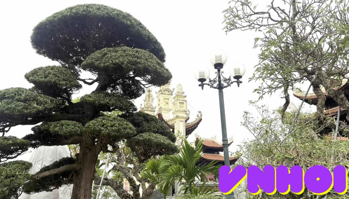 Chua Dong Cao Video - Thái Bình