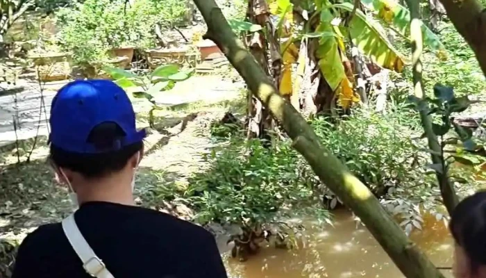 Con Phung Moi Nhat - Bến Tre