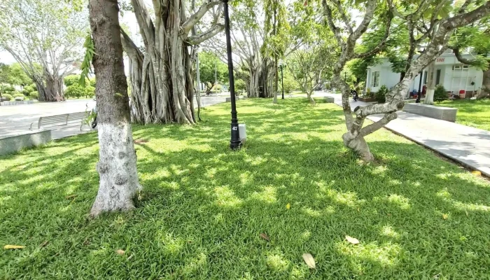 Cong Vien   Tet Mau Than Bieu Tuong Hoa Sen - Tiền Giang