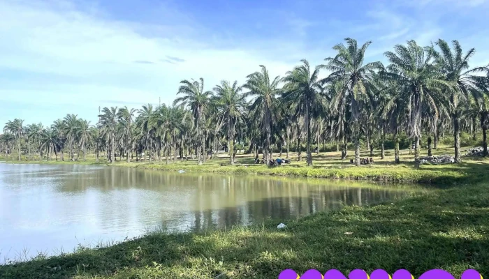 Công Viên Cọ Dầu - Đông Hải