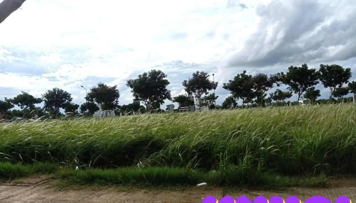 Công viên Mộc - Trương Bình