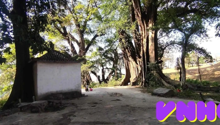 Cum Cay Da Co Thien Huong Moi Nhat - Hà Giang
