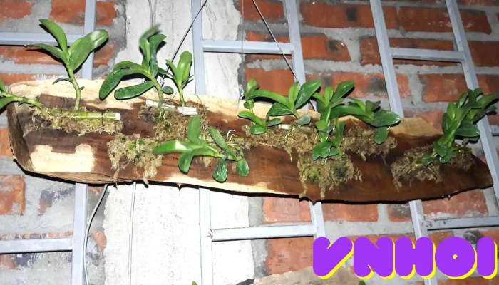 Cửa Hàng Cây Văn Phòng - Giống Cây Trồng Cường Thúy - Tt. Vĩnh Lộc