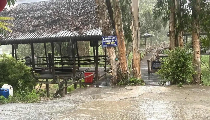 Dai Quan Sat   Rung Tram Tra Su Moi Nhat - An Giang