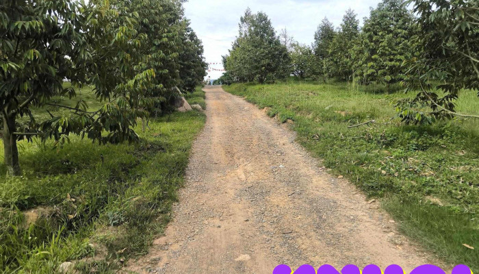 Dami Farm Moi Nhat - Bình Thuận