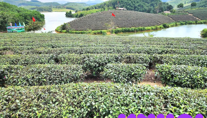 Dao Che Thanh Chuong   Dieu Cay Travel Nui - Nghệ An