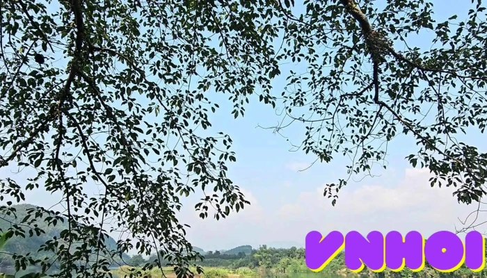 Den Bac Muc Video - Tuyên Quang