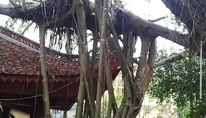 Den Canh Xanh Video - Tuyên Quang
