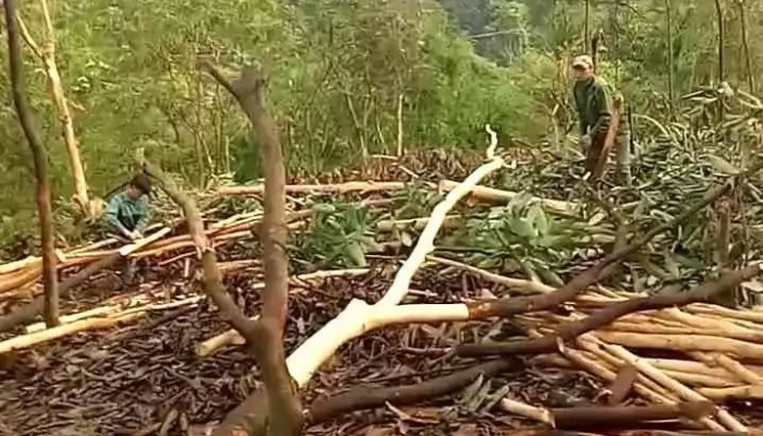 Den Doi Co Cau Ma Video - Hà Giang
